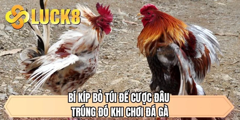 Đá Gà Thomor Tại LUCK8 - Tận Hưởng Trận Đấu Cực Kỳ Gay Cấn  - GOLDMEADOW99.INK