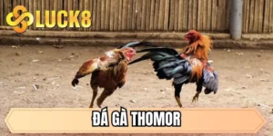 LUCK8 – Link Chính Thức 2026 ⭐ Trang Chủ LUCK8.COM, Đăng Ký & Đăng Nhập - GOLDMEADOW99.INK