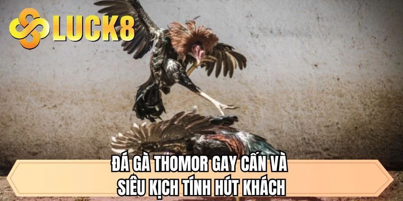 Đá Gà Thomor Tại LUCK8 - Tận Hưởng Trận Đấu Cực Kỳ Gay Cấn  - GOLDMEADOW99.INK
