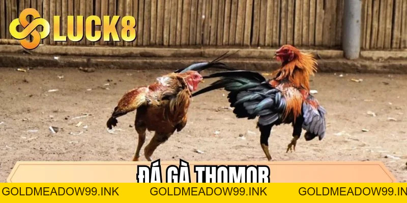 Đá Gà Thomor Tại LUCK8 - Tận Hưởng Trận Đấu Cực Kỳ Gay Cấn  - GOLDMEADOW99.INK