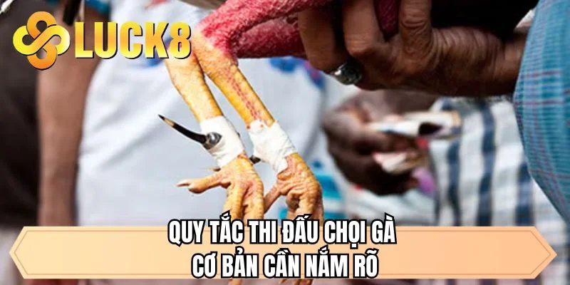 Đá Gà Thomor Tại LUCK8 - Tận Hưởng Trận Đấu Cực Kỳ Gay Cấn  - GOLDMEADOW99.INK